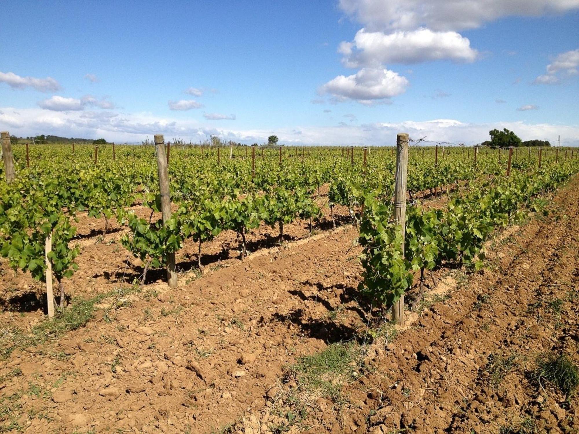 Apartment With Pool Amid Vineyards And Near The Beach Mèze Exteriör bild